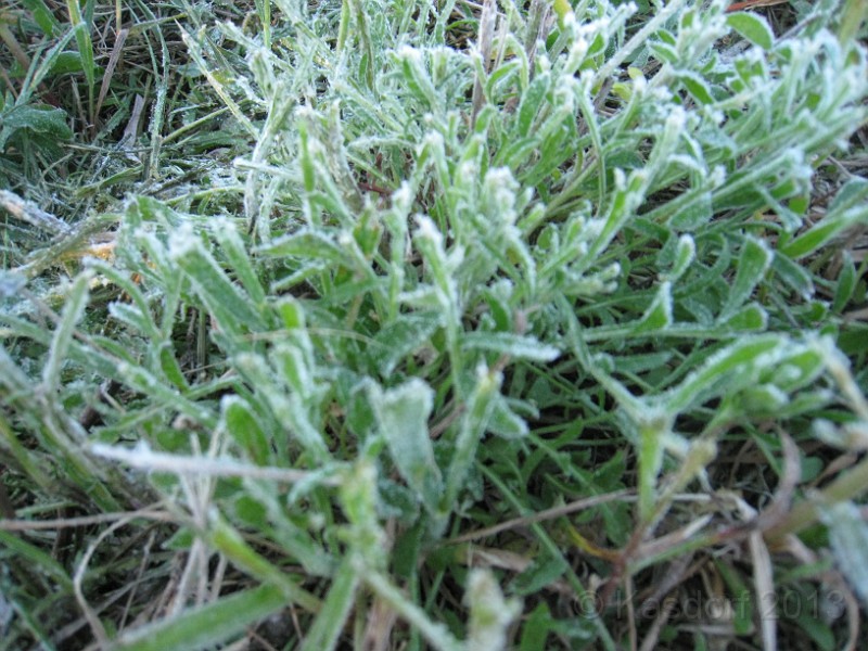 2013 Bayshore Half 030.JPG - . . .  and there was FROST on the grass where we were sitting, or you could stand for almost two hours.